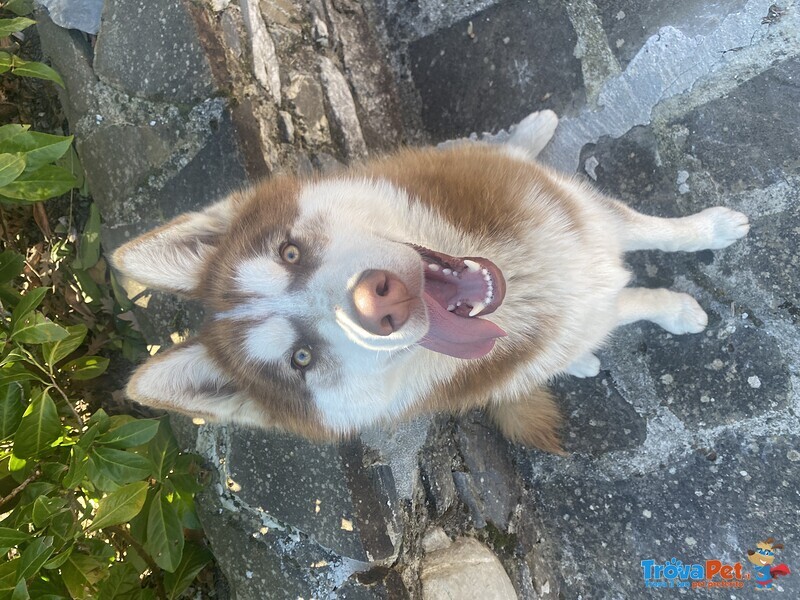 Accoppiamento Siberian Husky - Foto n. 5