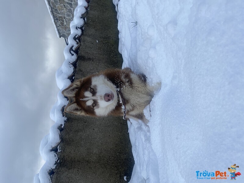 Accoppiamento Siberian Husky - Foto n. 6