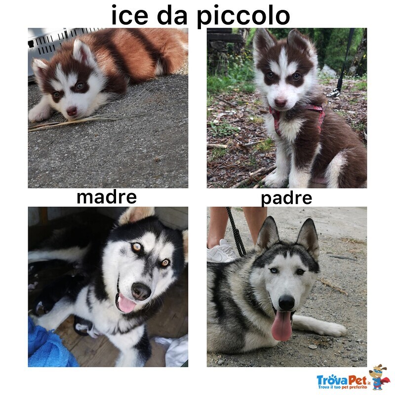 Accoppiamento Siberian Husky - Foto n. 7