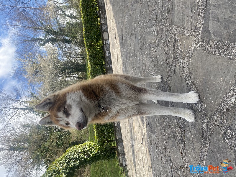 Accoppiamento Siberian Husky - Foto n. 1