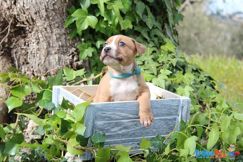 Cucciolo di Amstaff - Foto n. 1