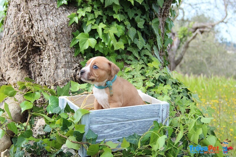 Cucciolo di Amstaff - Foto n. 2