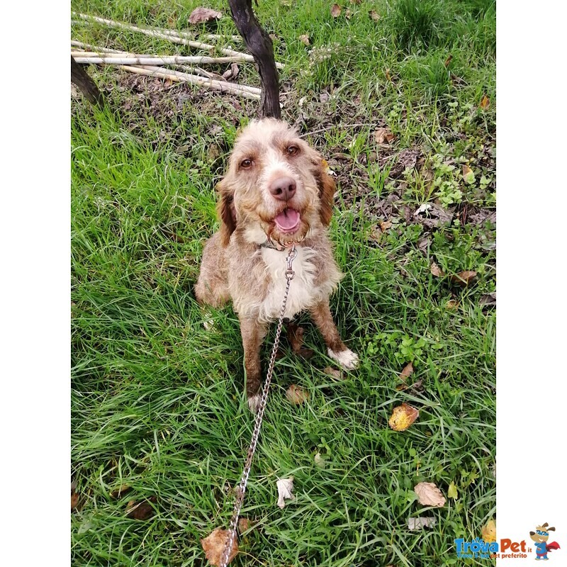 Cane mix Spinone di 5 anni Cerca Casa - Foto n. 2