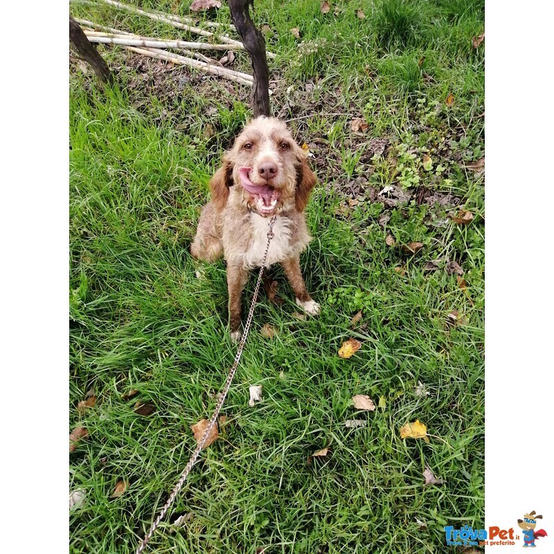 Cane mix Spinone di 5 anni Cerca Casa - Foto n. 3