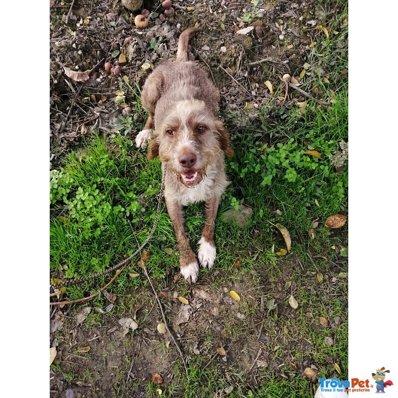 Cane mix Spinone di 5 anni Cerca Casa - Foto n. 4