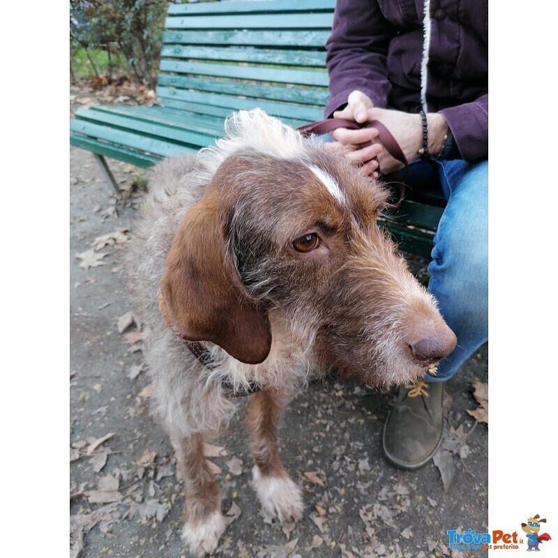 Cane mix Spinone di 5 anni Cerca Casa - Foto n. 5