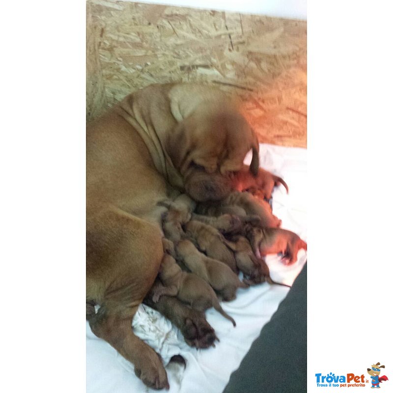 Vendo Bellissimi Cuccioli di Dogue de Bordeaux - Foto n. 3