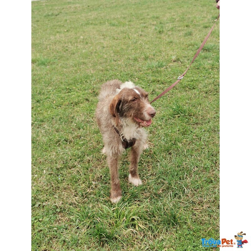 Cane mix Spinone di 5 anni Cerca Casa - Foto n. 7