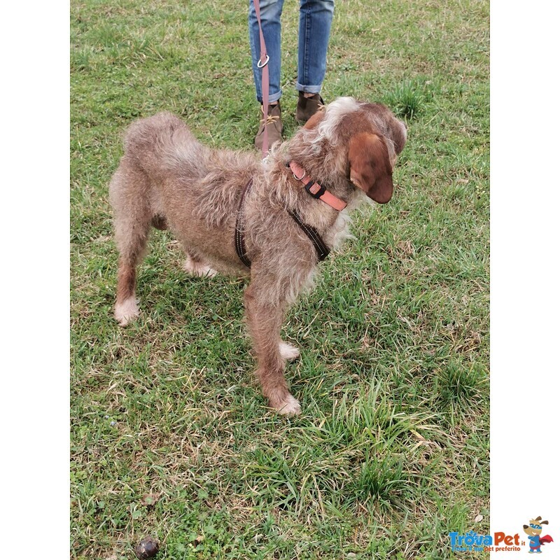 Cane mix Spinone di 5 anni Cerca Casa - Foto n. 8