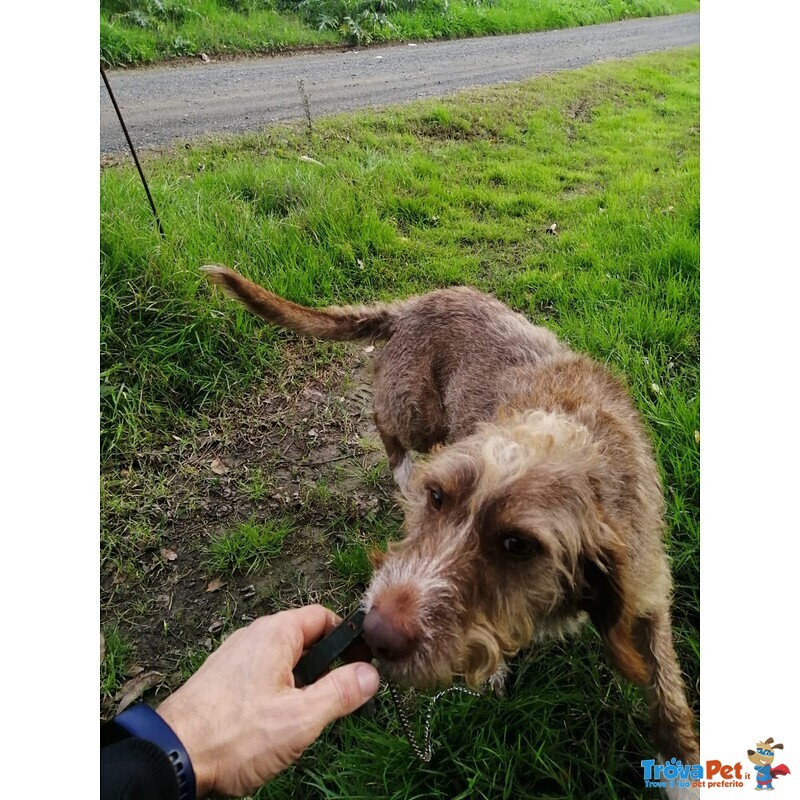 Cane mix Spinone di 5 anni Cerca Casa - Foto n. 9