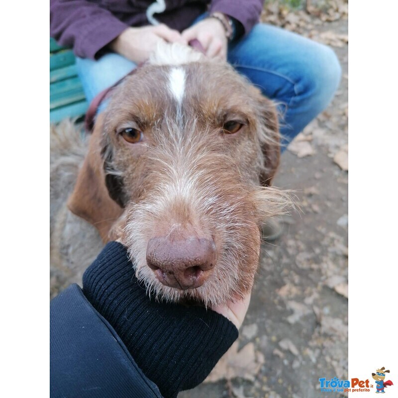 Cane mix Spinone di 5 anni Cerca Casa - Foto n. 1