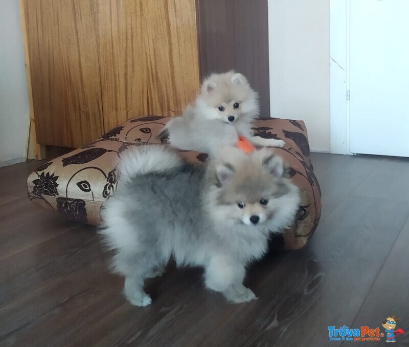 Cucciola di Spitz, Volpino di Pomerania. - Foto n. 2