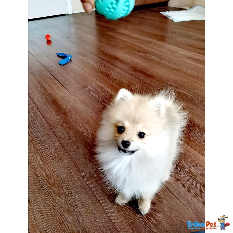 Cucciola di Spitz, Volpino di Pomerania. - Foto n. 3