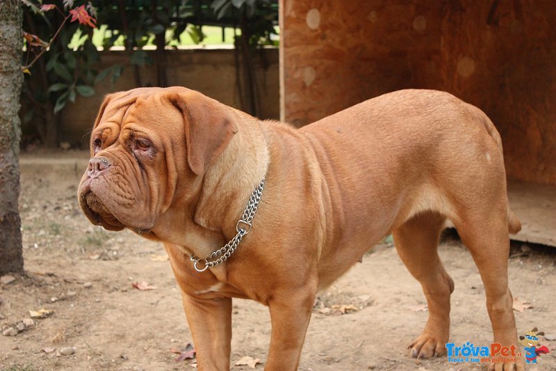 Vendo Bellissimi Cuccioli di Dogue de Bordeaux - Foto n. 4