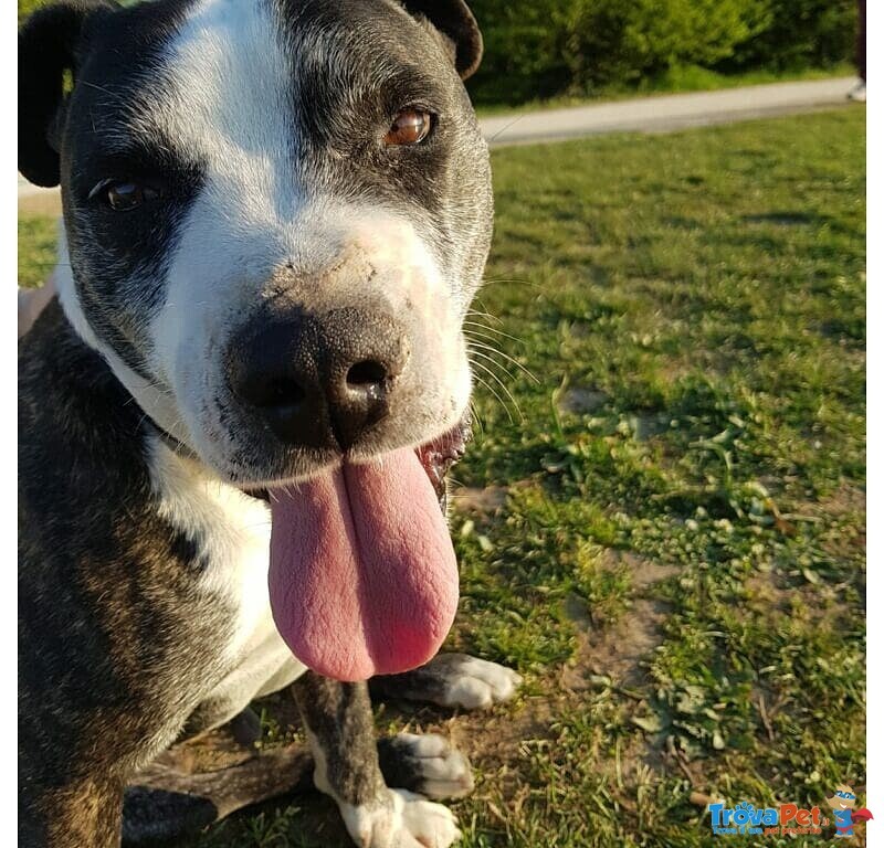 Cane mix Pitbull Cerca Casa - Foto n. 1