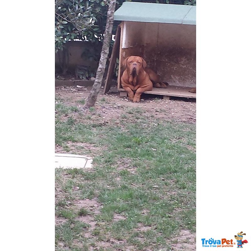 Vendo Bellissimi Cuccioli di Dogue de Bordeaux - Foto n. 5