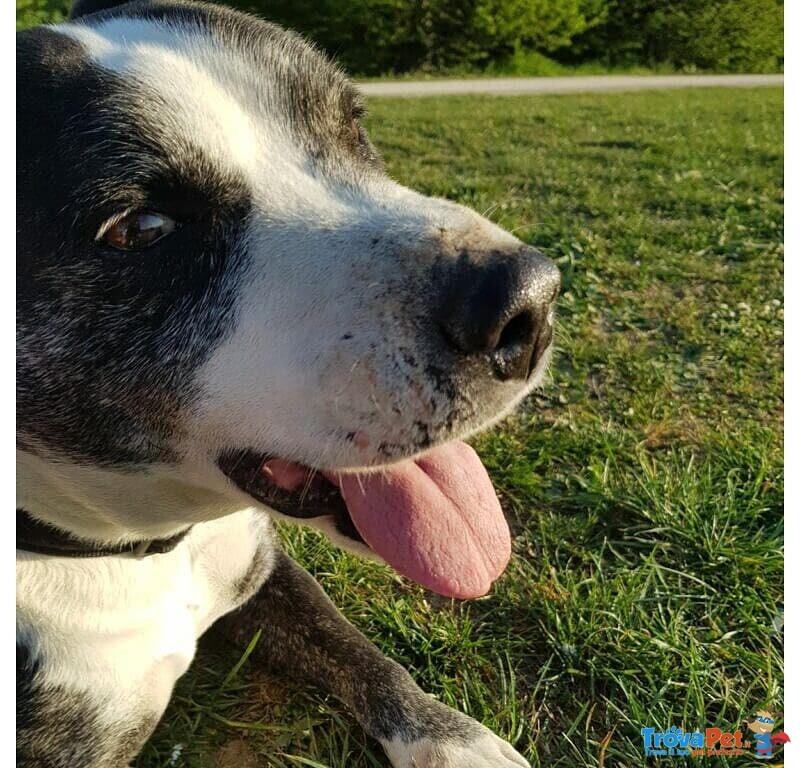 Cane mix Pitbull Cerca Casa - Foto n. 8