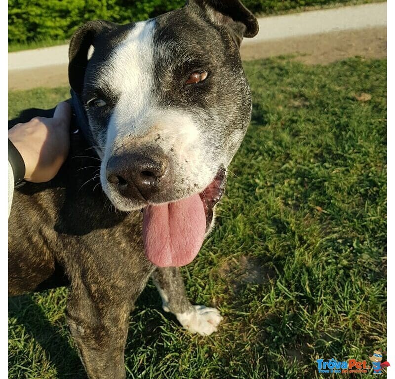 Cane mix Pitbull Cerca Casa - Foto n. 9