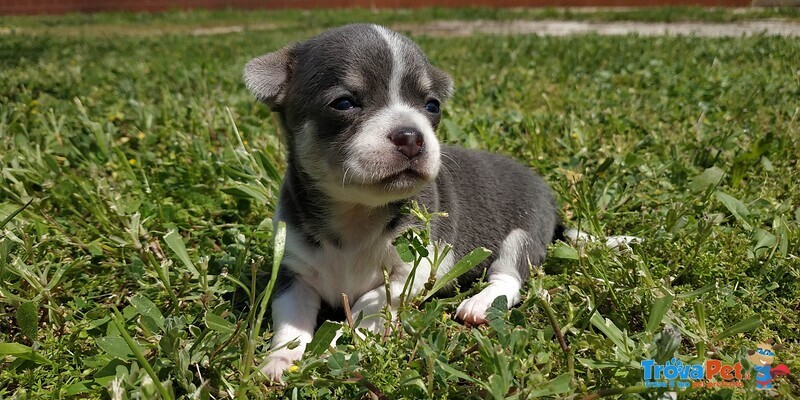 Cuccioli di Chihuahua - Foto n. 3