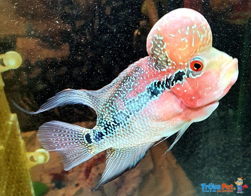 Coppia Riproduttrice Flowerhorn - Foto n. 1