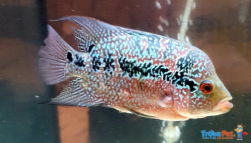 Coppia Riproduttrice Flowerhorn - Foto n. 2