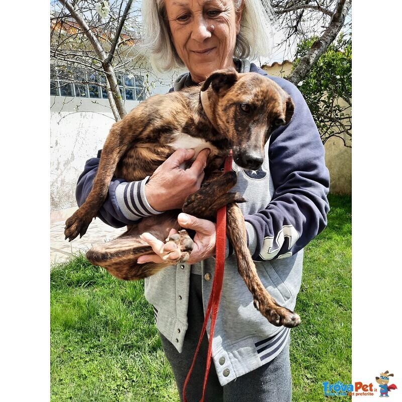 Cagnolina Cerca Casa - Foto n. 1