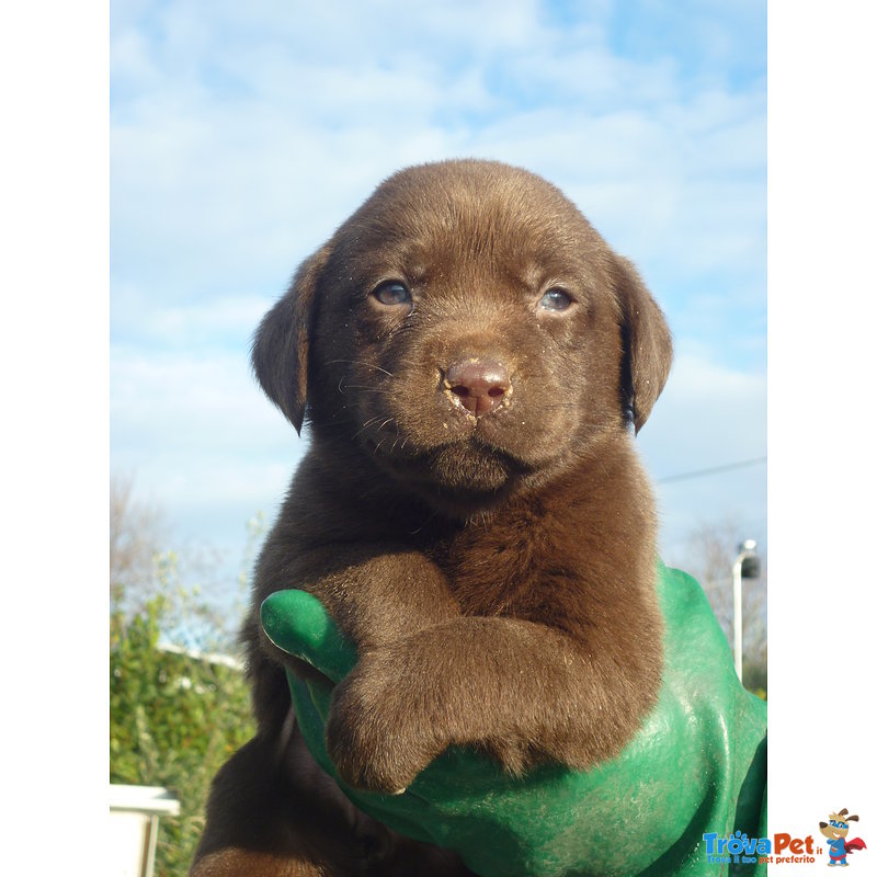 Labrador Cuccioli Disponibili - Foto n. 3