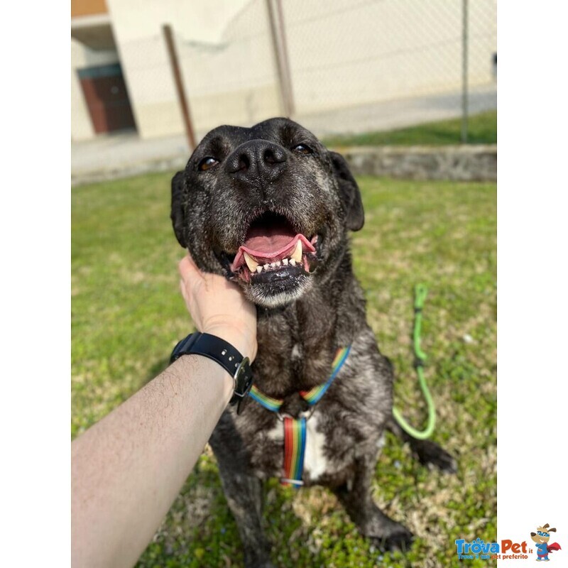 Cagnolona Dolcissima Cerca Casa - Foto n. 2