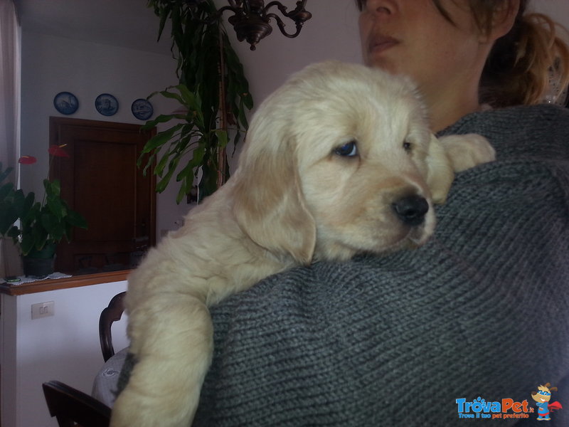 Golden Retriever Cucciolo - Foto n. 1