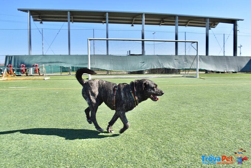 Cagnolona Dolcissima Cerca Casa - Foto n. 6