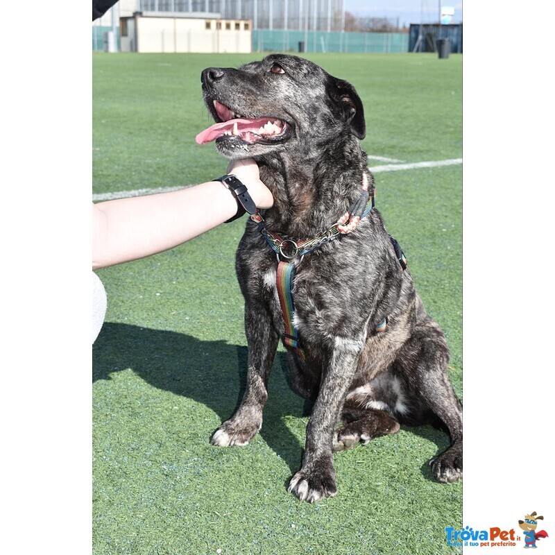 Cagnolona Dolcissima Cerca Casa - Foto n. 7