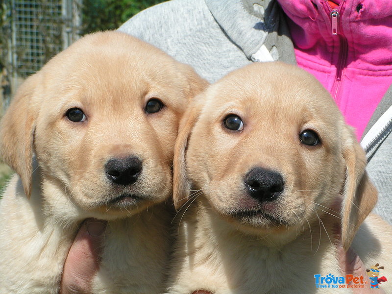 Labrador Cuccioli Disponibili - Foto n. 4