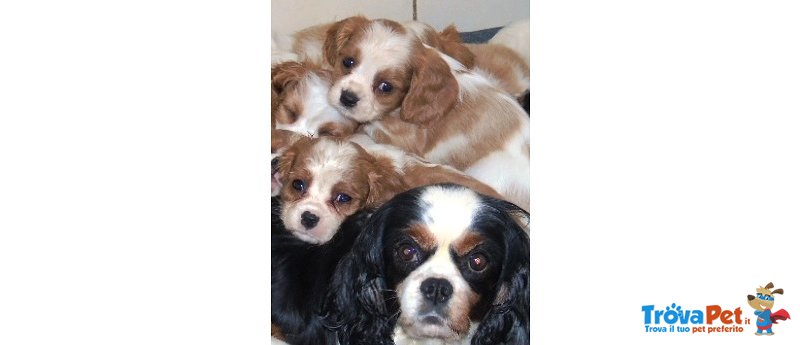 Cuccioli di Cavalier King - Foto n. 1