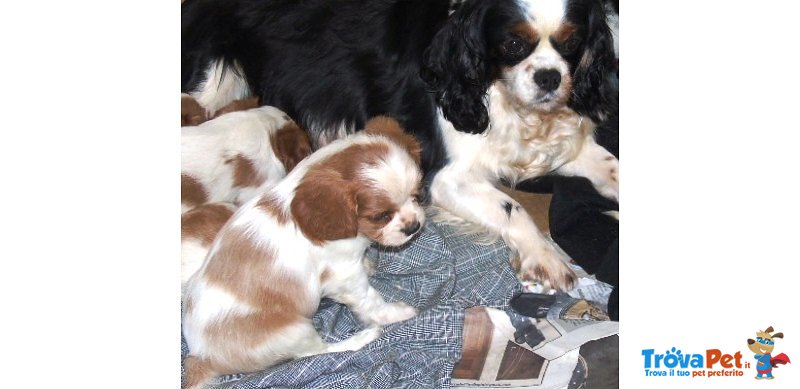 Cuccioli di Cavalier King - Foto n. 2