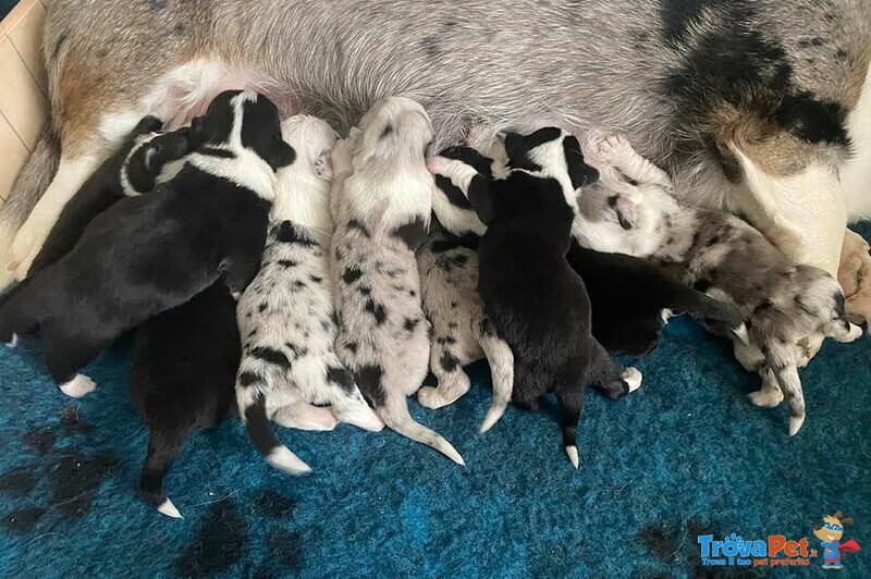 Cucciolata Corgi Cardigan Disponibile da Giugno 2021 - Foto n. 2