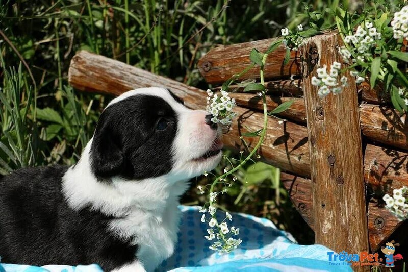 Cucciolata Corgi Cardigan Disponibile da Giugno 2021 - Foto n. 5