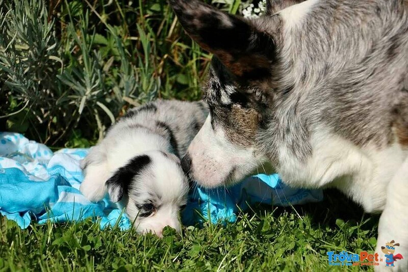 Cucciolata Corgi Cardigan Disponibile da Giugno 2021 - Foto n. 7