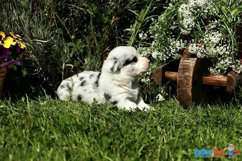 Cucciolata Corgi Cardigan Disponibile da Giugno 2021 - Foto n. 10