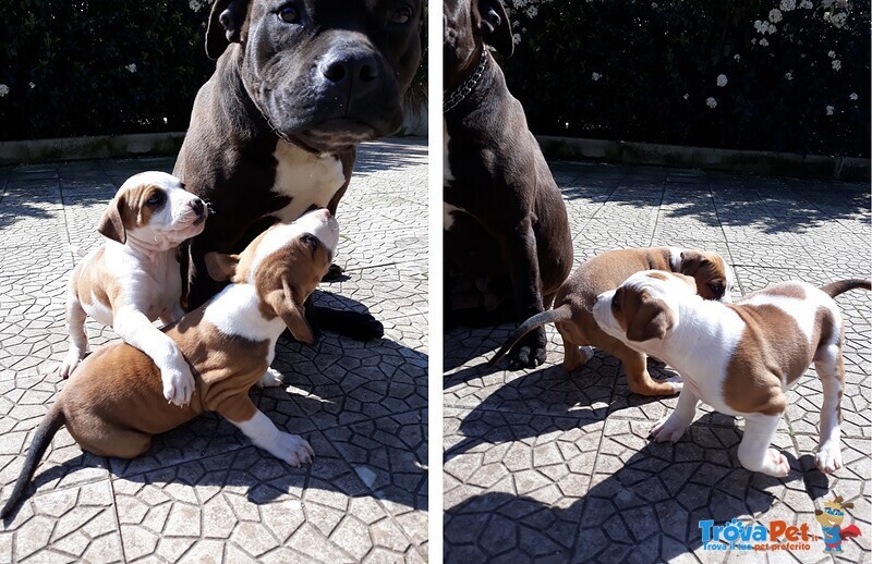 Allevamento Amstaff di Villa Selen in Basilicata Provicia di Potenza e Matera - Foto n. 2