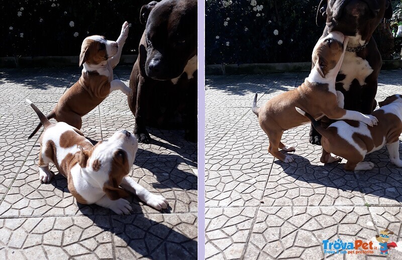 Allevamento Amstaff di Villa Selen in Basilicata Provicia di Potenza e Matera - Foto n. 1