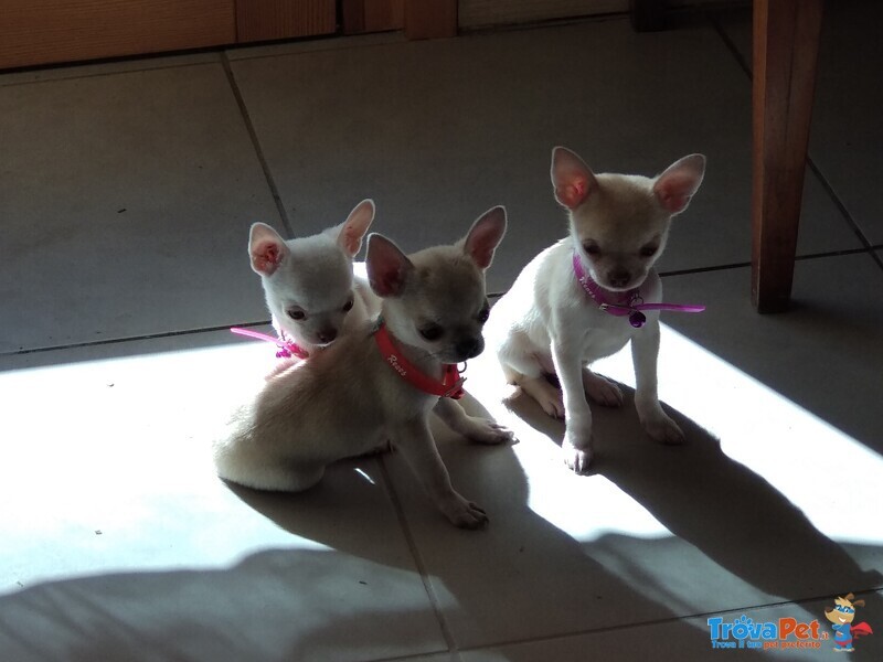 Chihuahua Bellissimi Cuccioli - Foto n. 2