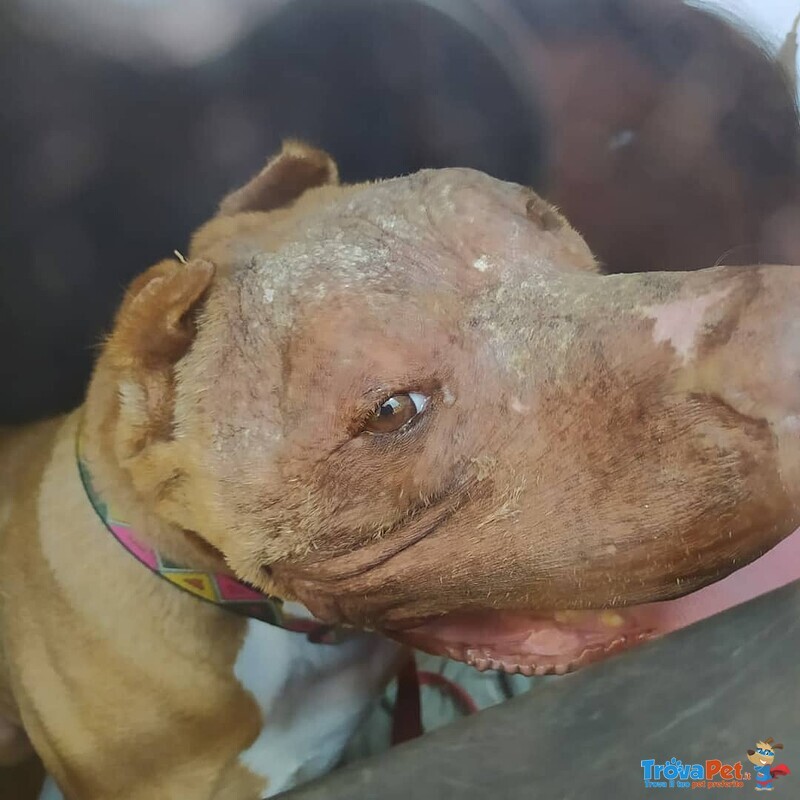 Cane Pitbull di 7 anni Cerca Casa - Foto n. 5