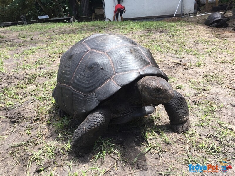 Gruppo Riproduttivo Adulto di Tartarughe di Aldabra. - Foto n. 1