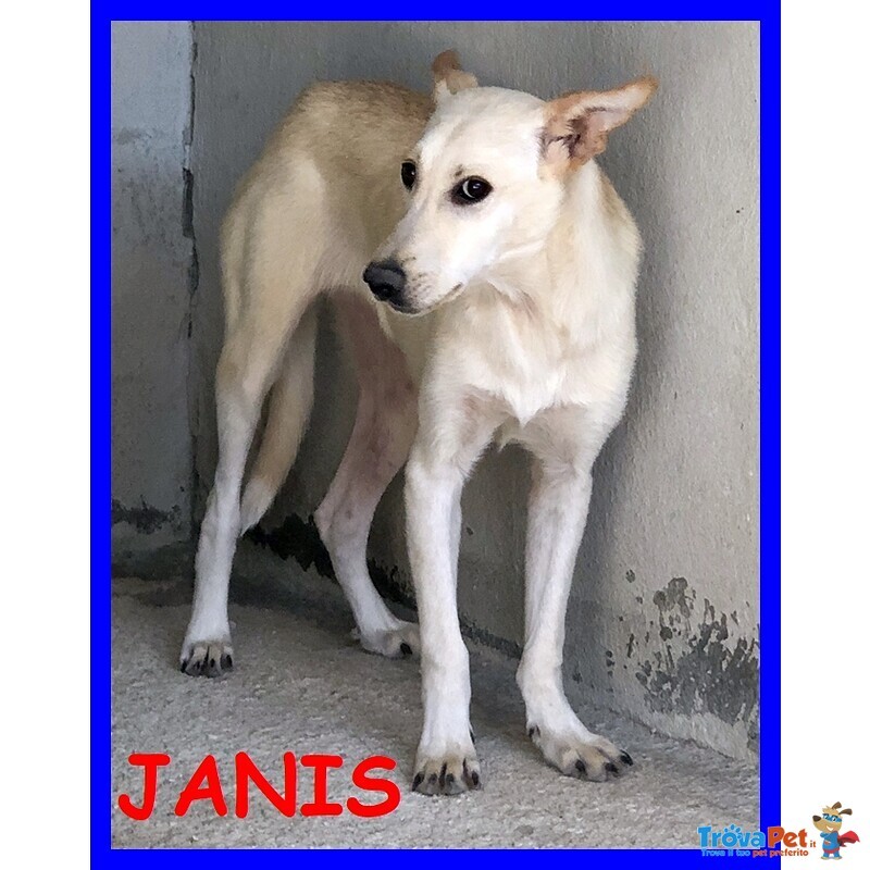 Janis 3anni Bella Timidina - Foto n. 1