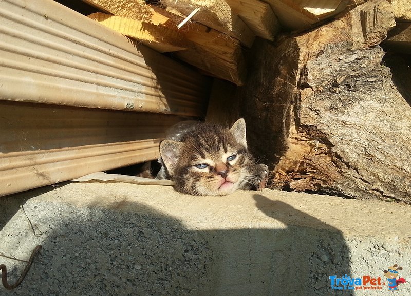 Cuccioli Cercano Casa! - Foto n. 1