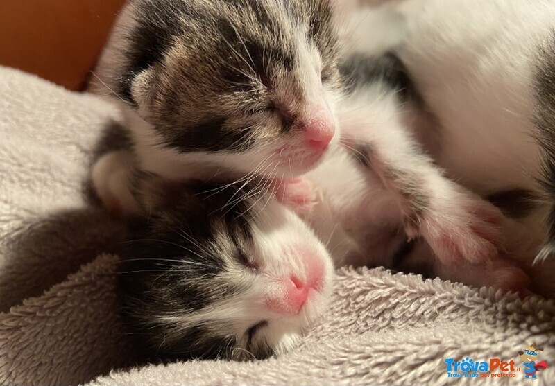 Cuccioli di Gatto in Regalo - Foto n. 3