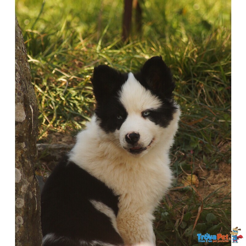 Cucciolo Yakutian Laika - Foto n. 2