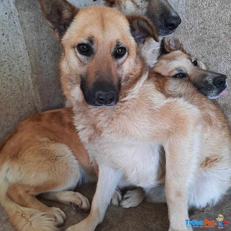 Cagnolina Cerca Casa - Foto n. 1