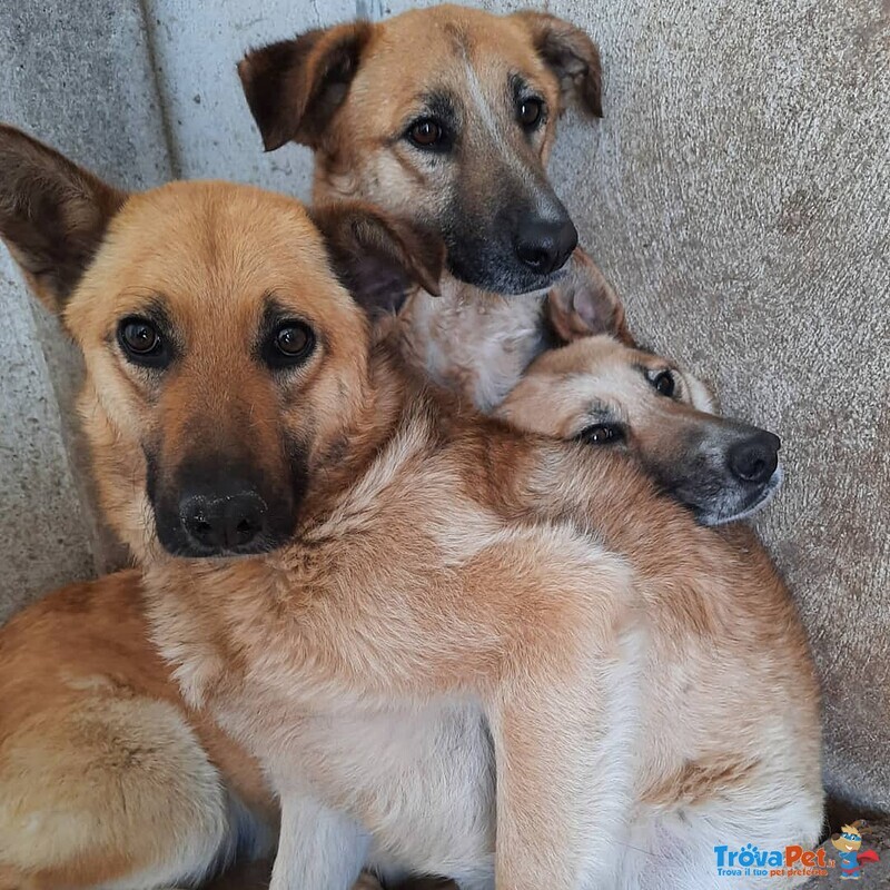 Cagnolina Cerca Casa - Foto n. 3