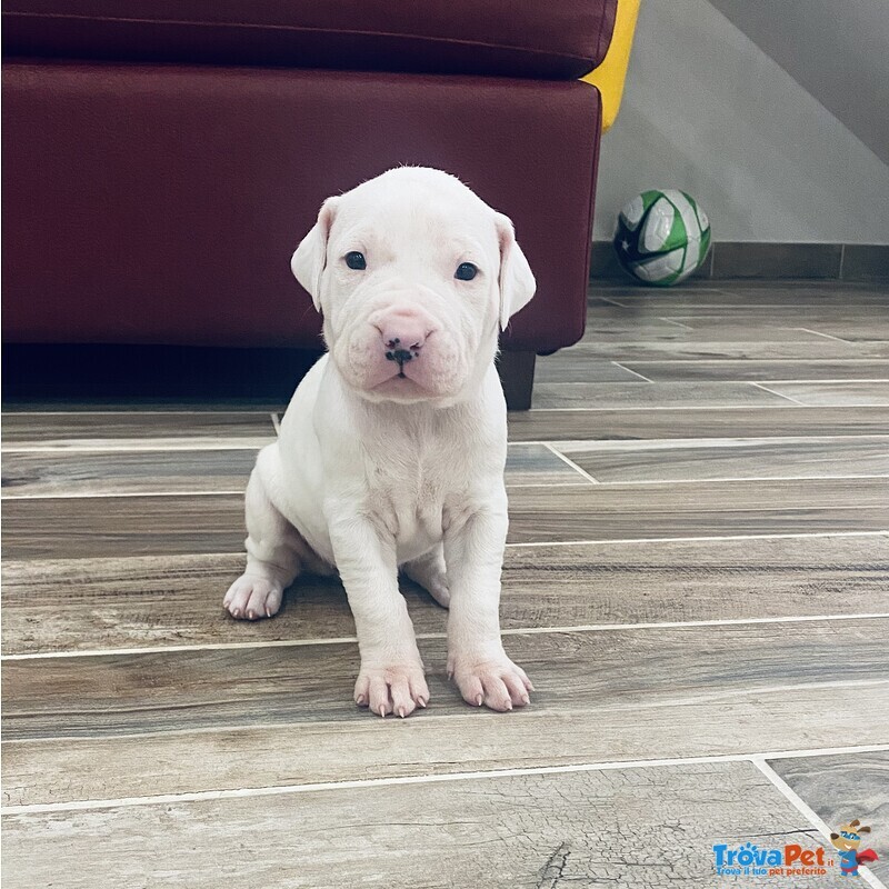 Cuccioli di dogo Argentino - Foto n. 1